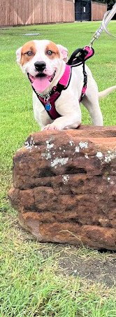 HANK