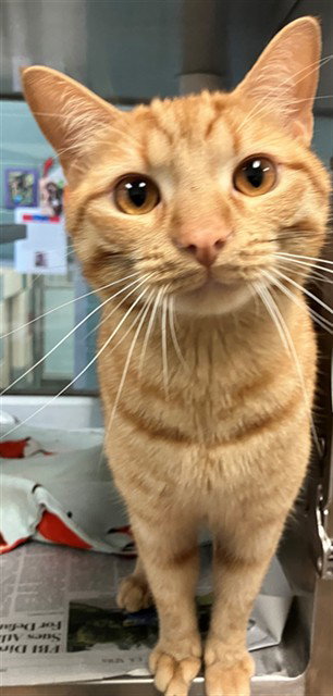 MIKEY, Adult Domestic Short Hair (medium coat), cat for adoption in Euless, Texas