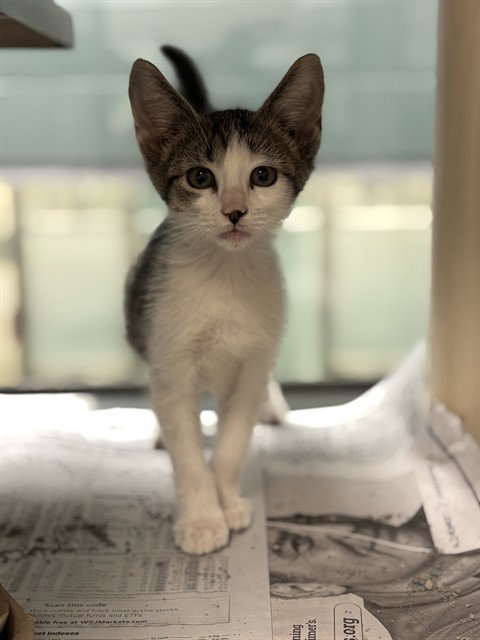 TED, Baby Domestic Short Hair (medium coat), cat for adoption in Denton, Texas