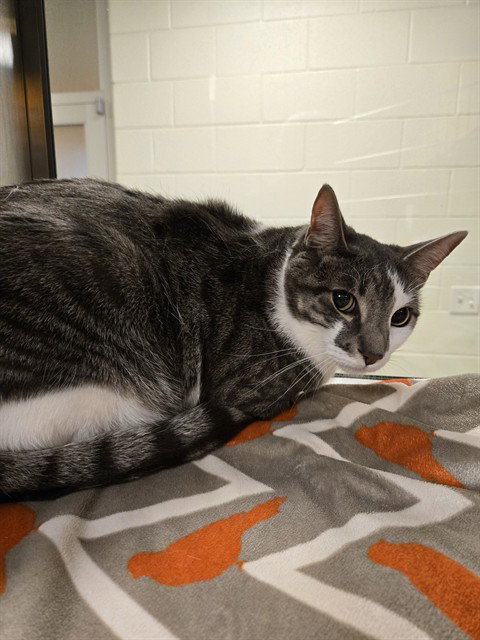 SOCKS, Adult Domestic Short Hair (medium coat), cat for adoption in Denton, Texas