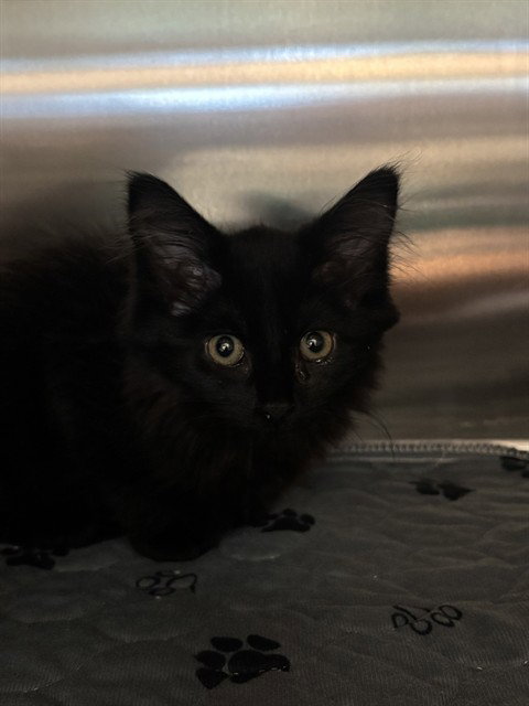 ANNABELLE, Baby Domestic Medium Hair / Mixed (medium coat), cat for adoption in Denton, Texas