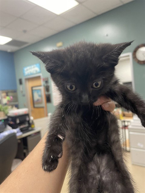 SASSY, Baby Domestic Short Hair (medium coat), cat for adoption in Denton, Texas