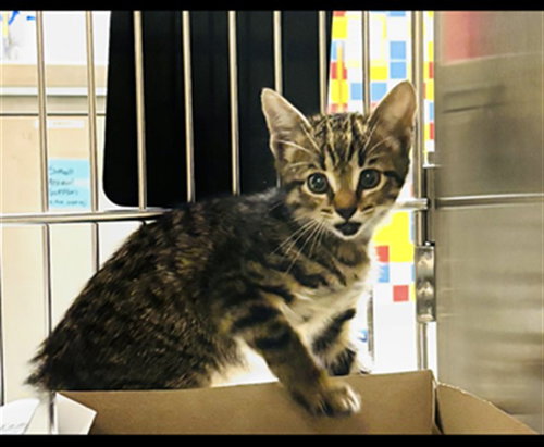 OZZY, Baby Domestic Short Hair (medium coat), cat for adoption in Denton, Texas