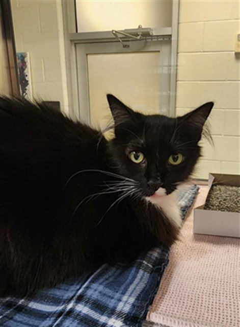 COCO CHANEL, Adult Domestic Medium Hair (medium coat), cat for adoption in Denton, Texas