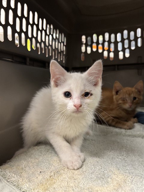 MARIGOLD, Baby Domestic Short Hair (medium coat), cat for adoption in Denton, Texas