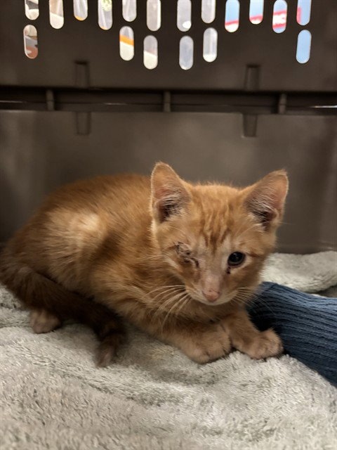 TANGO, Baby Domestic Short Hair (medium coat), cat for adoption in Denton, Texas