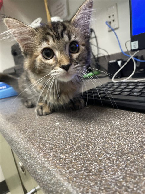 OWL, Baby Domestic Medium Hair (medium coat), cat for adoption in Denton, Texas