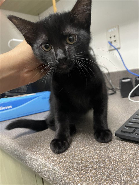 BOO, Baby Domestic Short Hair (medium coat), cat for adoption in Denton, Texas