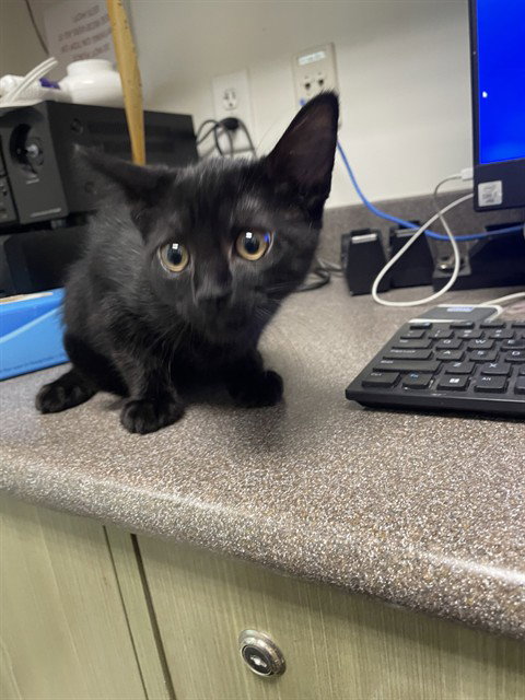 SPOOKY, Baby Domestic Short Hair (medium coat), cat for adoption in Denton, Texas