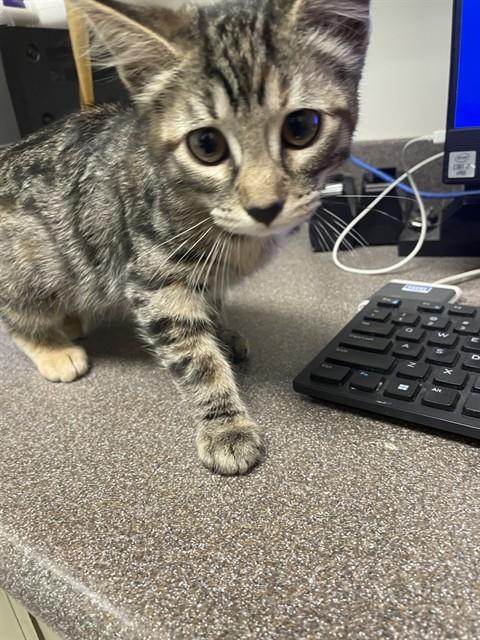 LUNA, Baby Domestic Medium Hair (medium coat), cat for adoption in Denton, Texas