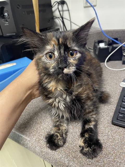 FLUFFY, Baby Domestic Medium Hair (medium coat), cat for adoption in Denton, Texas
