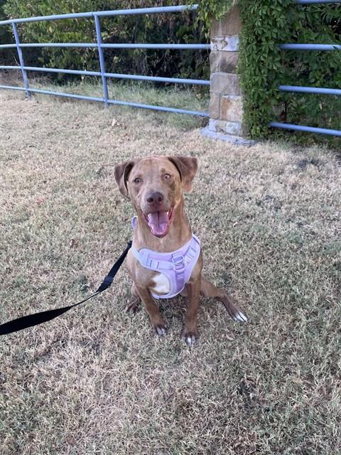RASCAL, a dog for adoption from Plano Animal Shelter