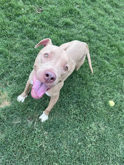 TYSON