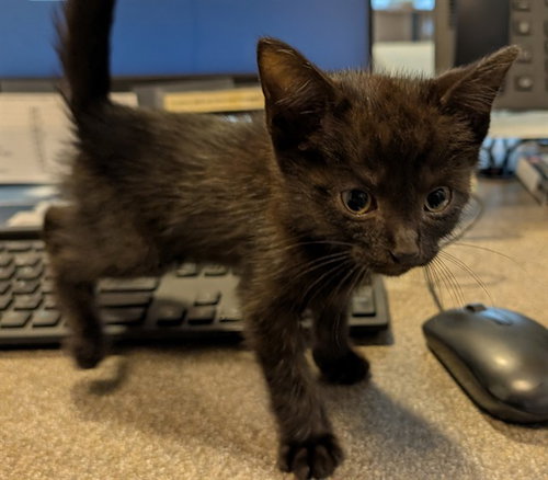 PEANUT