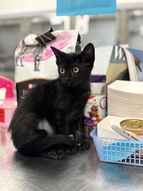 TRUDY, Baby Domestic Short Hair (medium coat), cat for adoption in The Colony, Texas