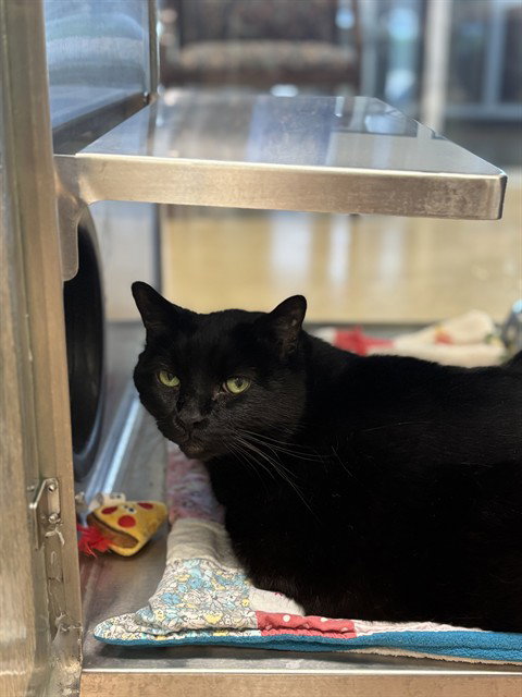 MAUSER, Senior Domestic Short Hair / Mixed (medium coat), cat for adoption in The Colony, Texas