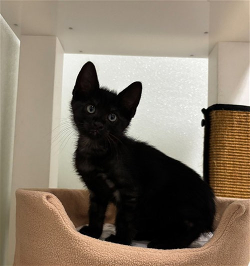 KRAMER, Baby Domestic Short Hair (medium coat), cat for adoption in Keller, Texas