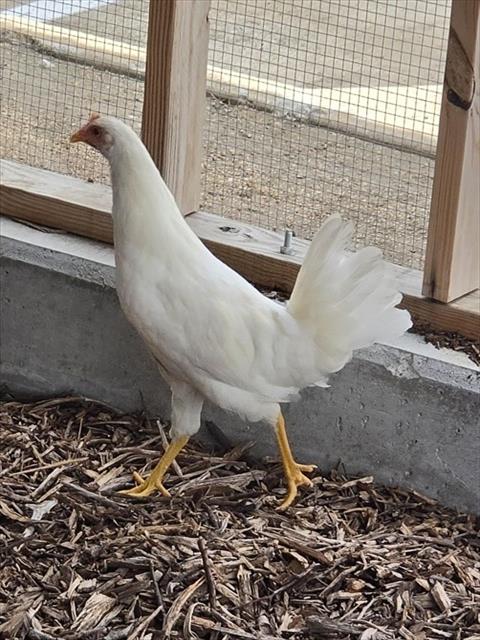 CHICKEN LITTLE