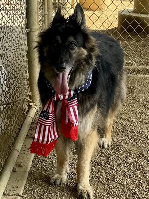 RAYA, an adoptable German Shepherd Dog in Plano, TX