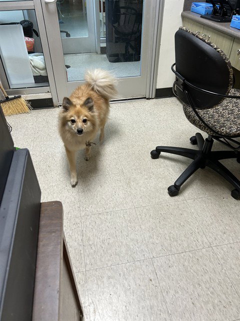 NOVA