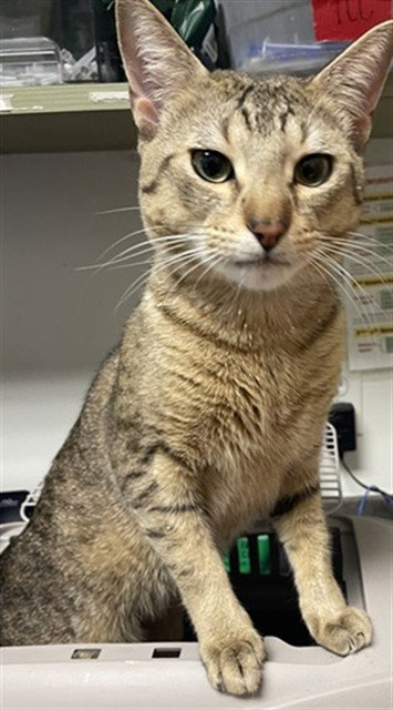 PEROGIE, Adult Domestic Short Hair / Mixed (medium coat), cat for adoption in Euless, Texas