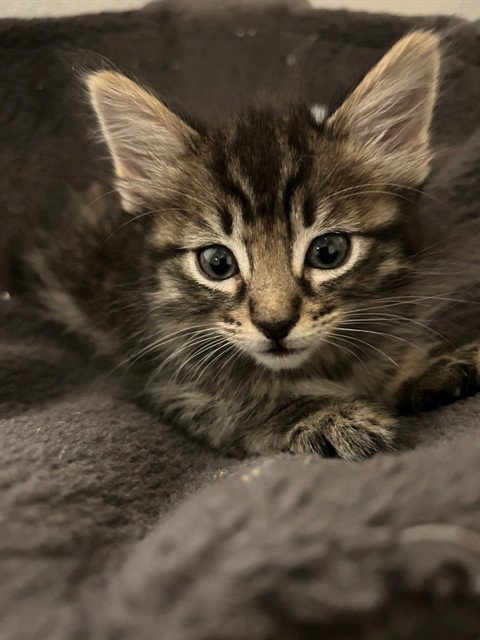 OLLIE