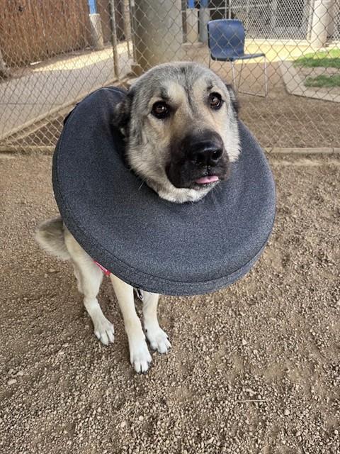 TEX
