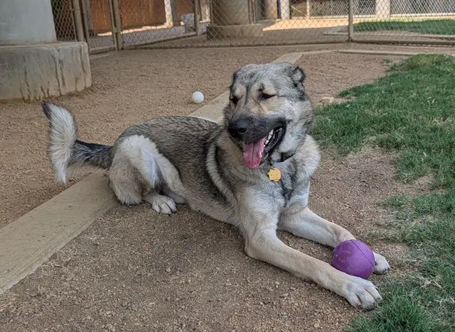 Unknown - Anatolian Shepherd
