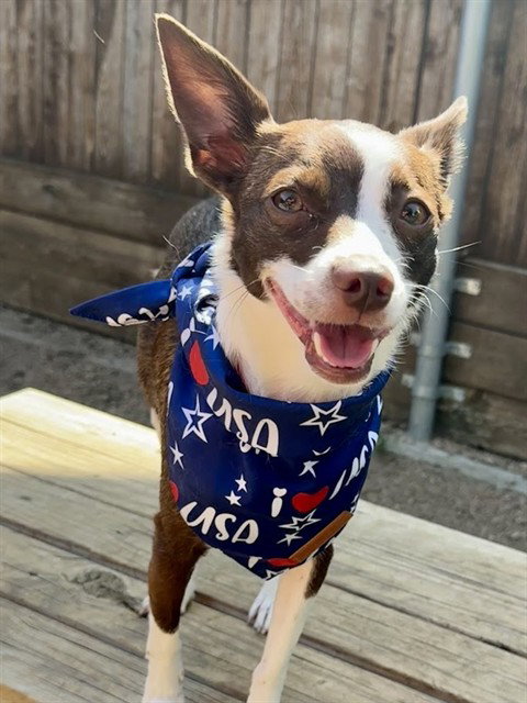 LUNA, an adoptable Rat Terrier in Plano, TX