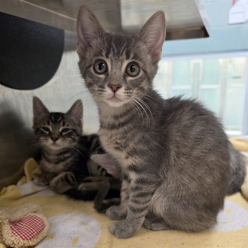 TIKI, Baby Domestic Short Hair / Mixed (medium coat), cat for adoption in Coppell, Texas