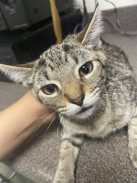 ZELDA, Baby Domestic Short Hair (medium coat), cat for adoption in Coppell, Texas