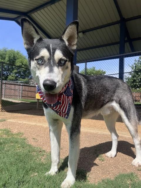 LARAMIE, an adoptable Husky in Plano, TX