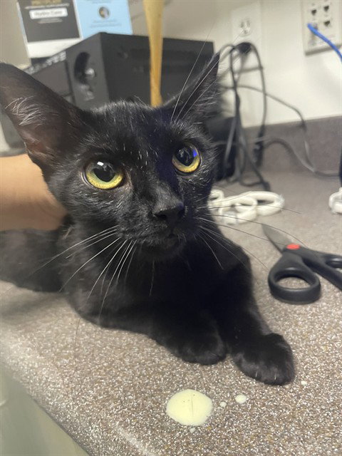 LUCY, Adult Domestic Short Hair (medium coat), cat for adoption in Coppell, Texas