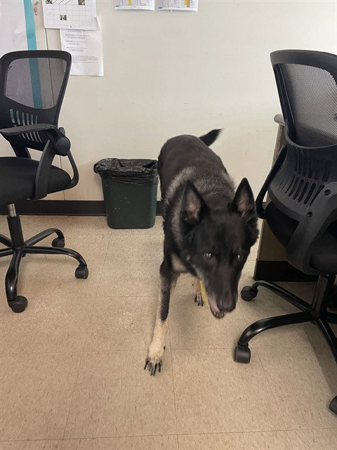 ROCKY, adoptable senior German Shepherd Dog