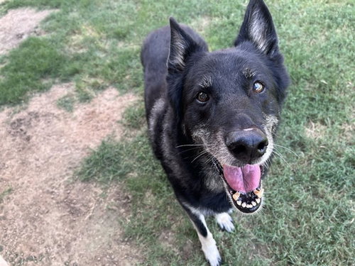 ROCKY, an adoptable German Shepherd Dog in Plano, TX
