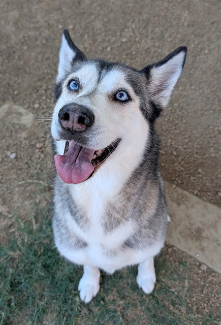 PIP