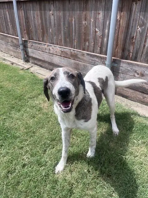 Unknown - Catahoula Leopard Dog