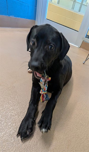 KIRA, an adoptable Labrador Retriever in Plano, TX