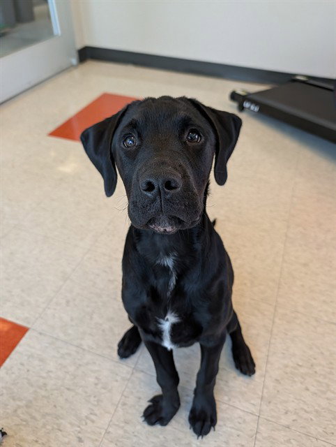 MESSI, an adoptable Labrador Retriever in Plano, TX