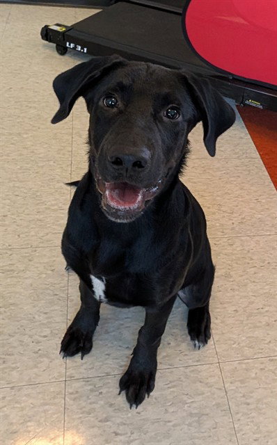 PELE, an adoptable Labrador Retriever in Plano, TX