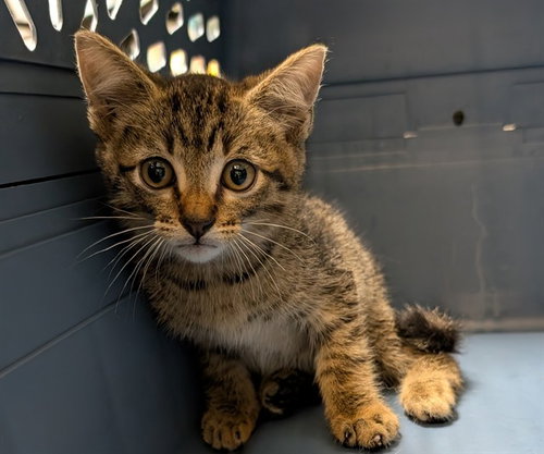 WALDO, an adoptable Domestic Short Hair in Plano, TX