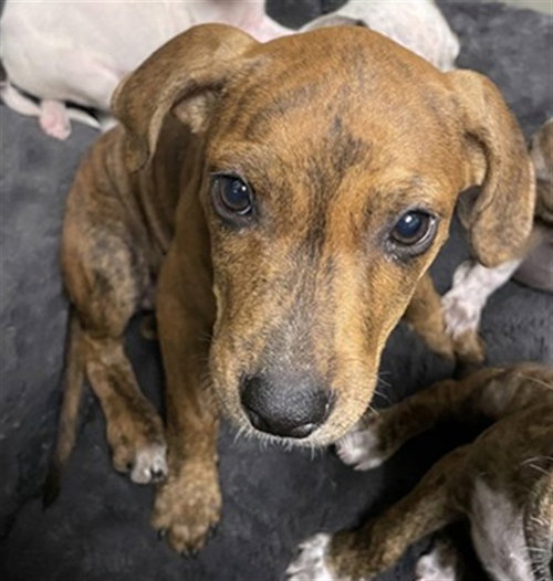 CARLY, an adoptable Pit Bull Terrier in Plano, TX
