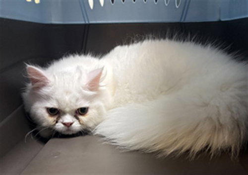 BART, an adoptable Persian in Plano, TX
