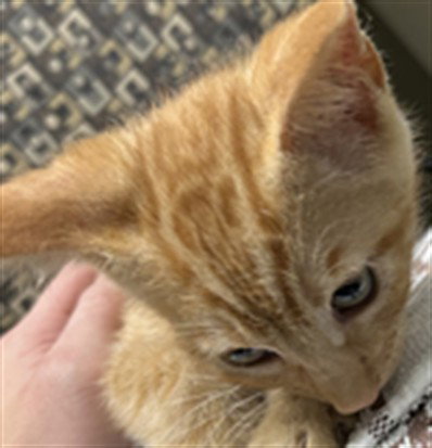 SNAP, an adoptable Domestic Short Hair in Plano, TX