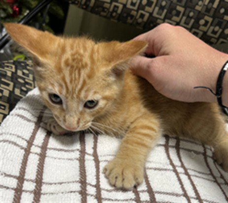 POP, an adoptable Domestic Short Hair in Plano, TX