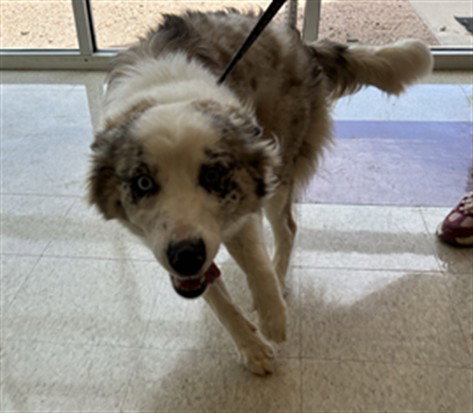 BINDI, an adoptable Australian Shepherd in Plano, TX
