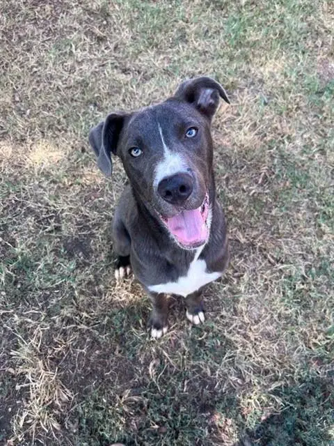 Swayze - Pit Bull Terrier