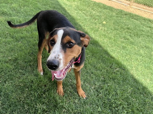 DIXIE, an adoptable Treeing Walker Coonhound in Plano, TX