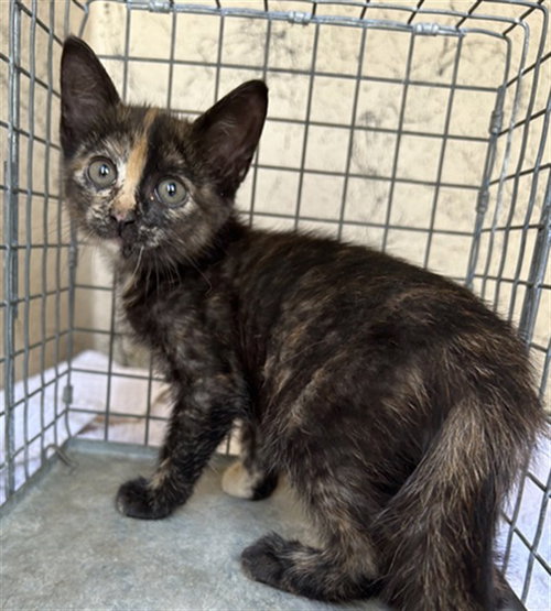 Kiki