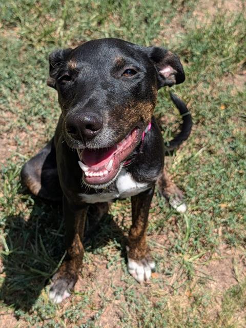 Piper